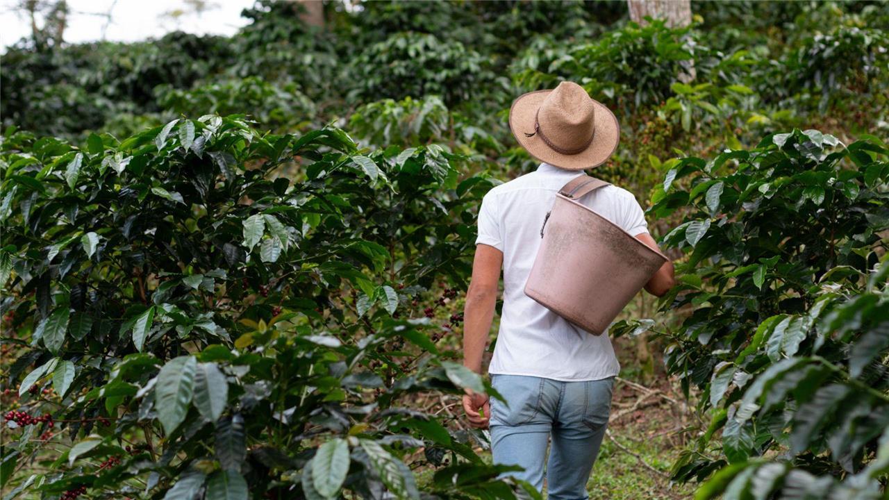 Hacienda baja tarifa de IVA a insumos para producir arroz, café, carnes y cacao en fruta